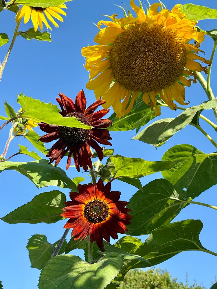 #gardening