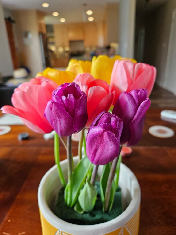Yellow, pink, and purple potted tulips 