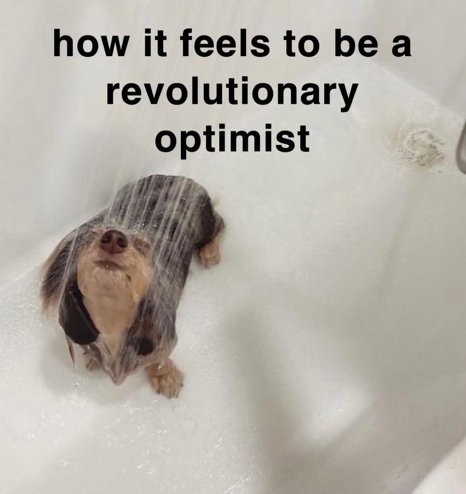 wet dachshund under a positive quote