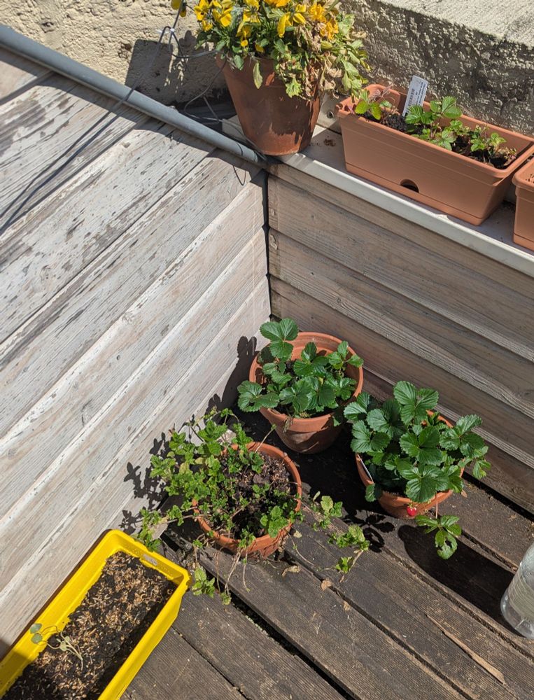 Les plantes d'avant mais de plus prêt.