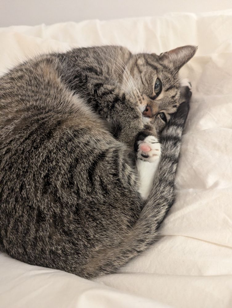 Photographie d'un chat tabby a pattes blanches roulée en boule sur une couette.
