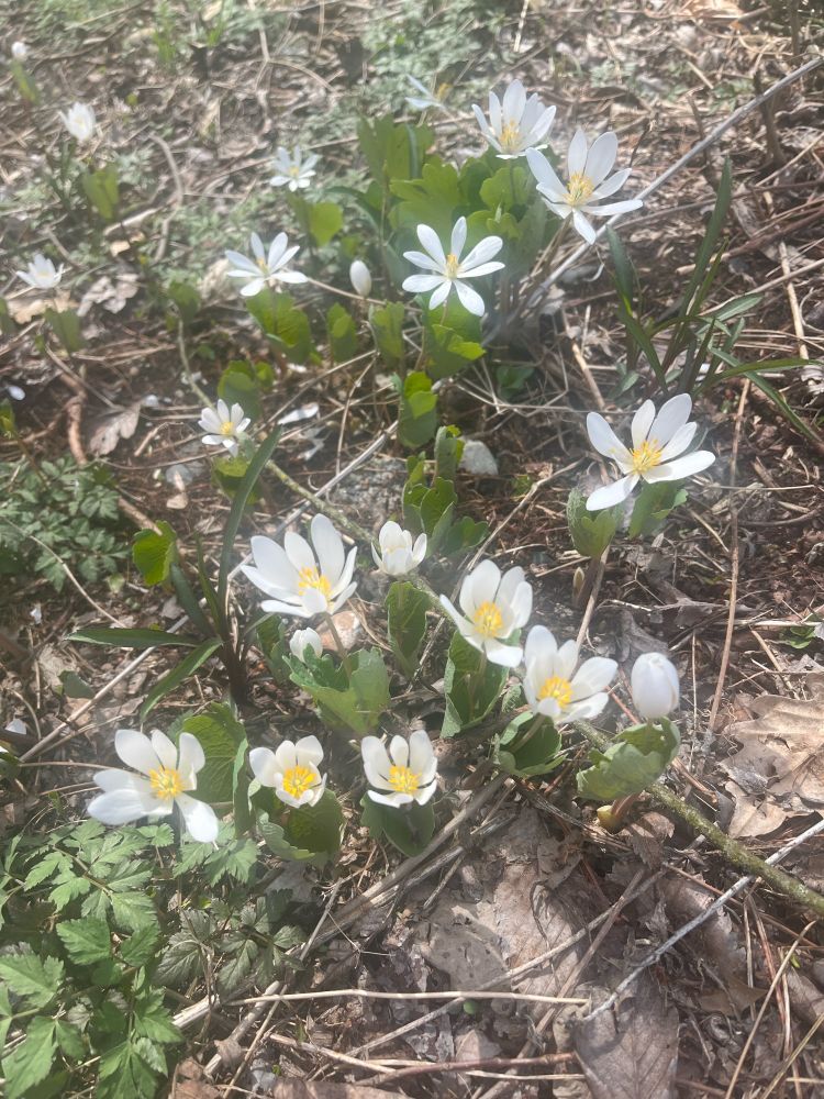 About a dozen white flowers with yellow centers coming up from between distinctively upright, deeply lobed leaves