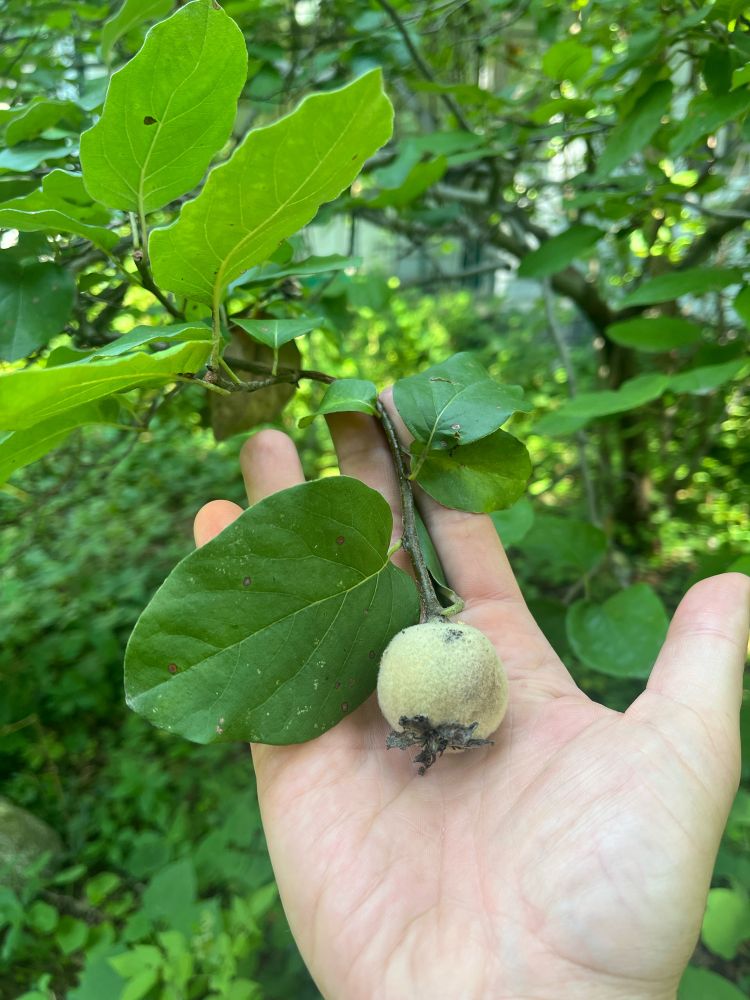A young quince fruit, a leaf, and my hand