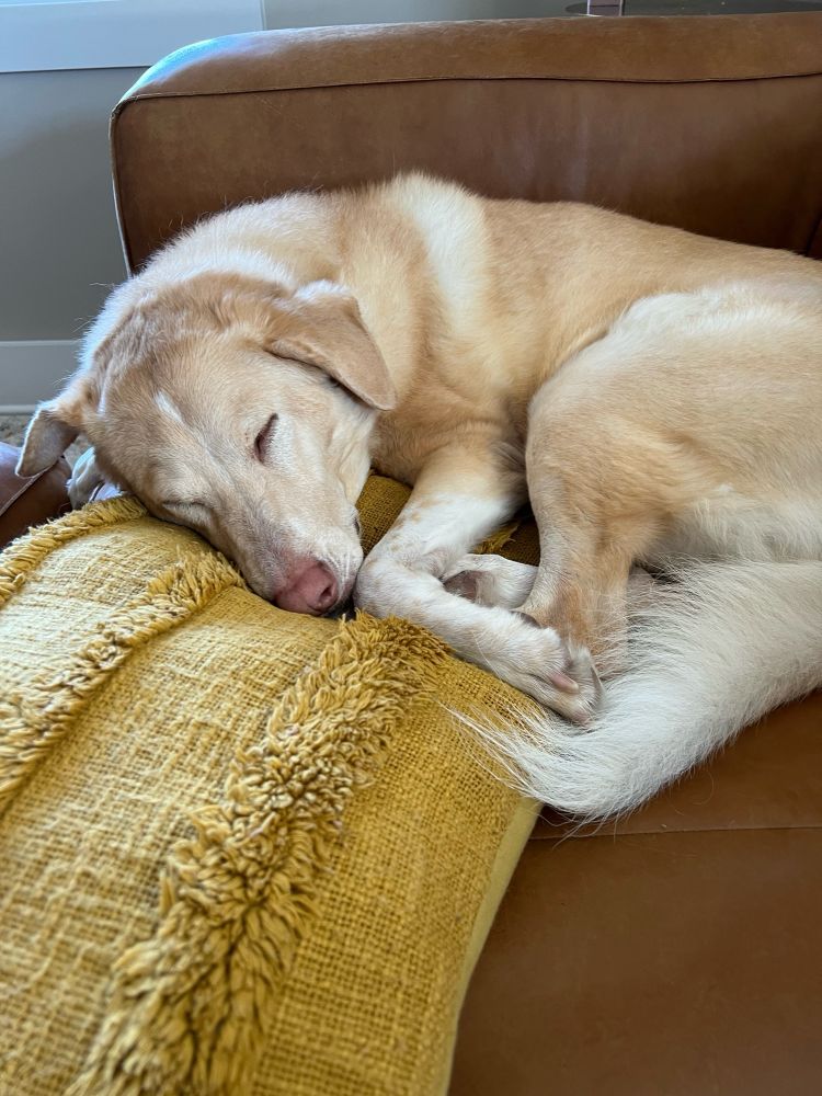 my dog waffles sleeping 