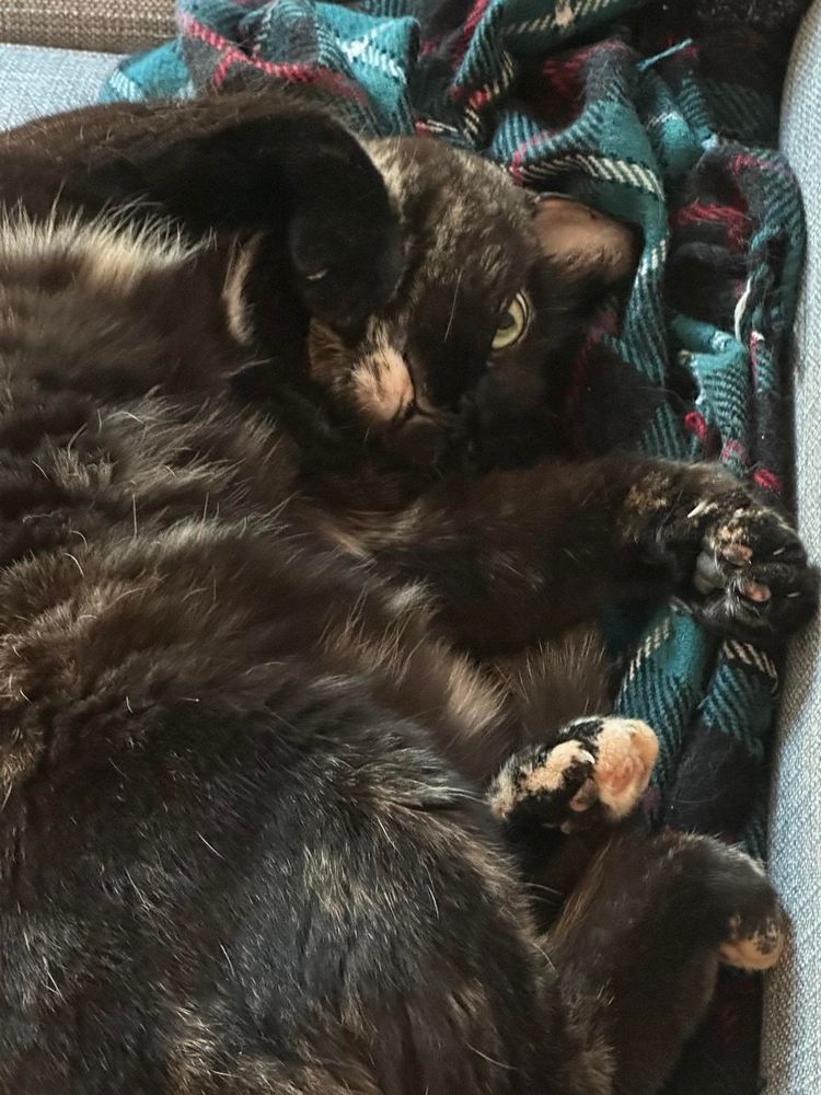 Doris, a tortoiseshell cat, lying on her side on a tartan blanket, her paws up.