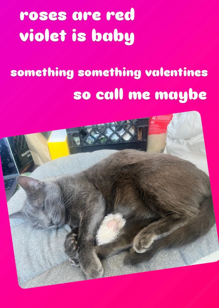 photo of gray cat named violet sleeping adorably with text on pink background “roses are red. violet is baby. something something valentines. so call me baby”