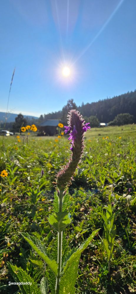 The plant in the image is Hoary Vervain (Verbena stricta). 