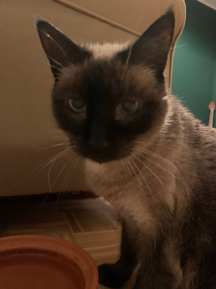 Siam Kater mit Wassertröpfchen am Kinn