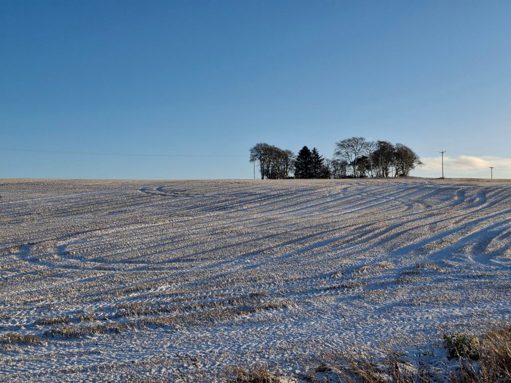 Snowy field