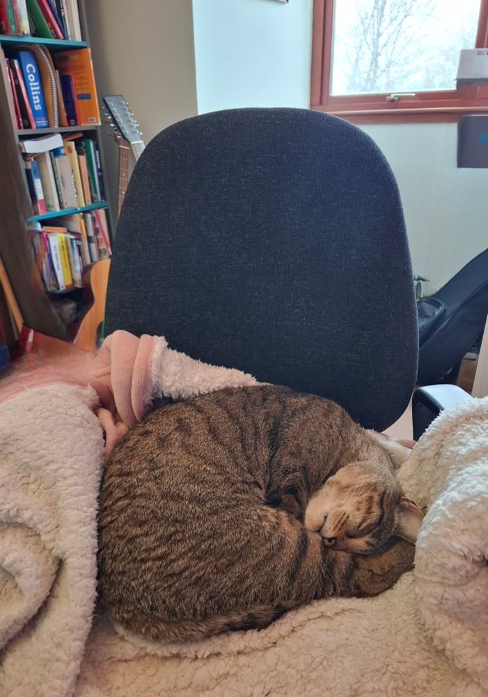 Cat in office chair 