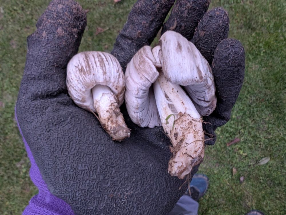 zwei schwammerl in der hand mit handschuh