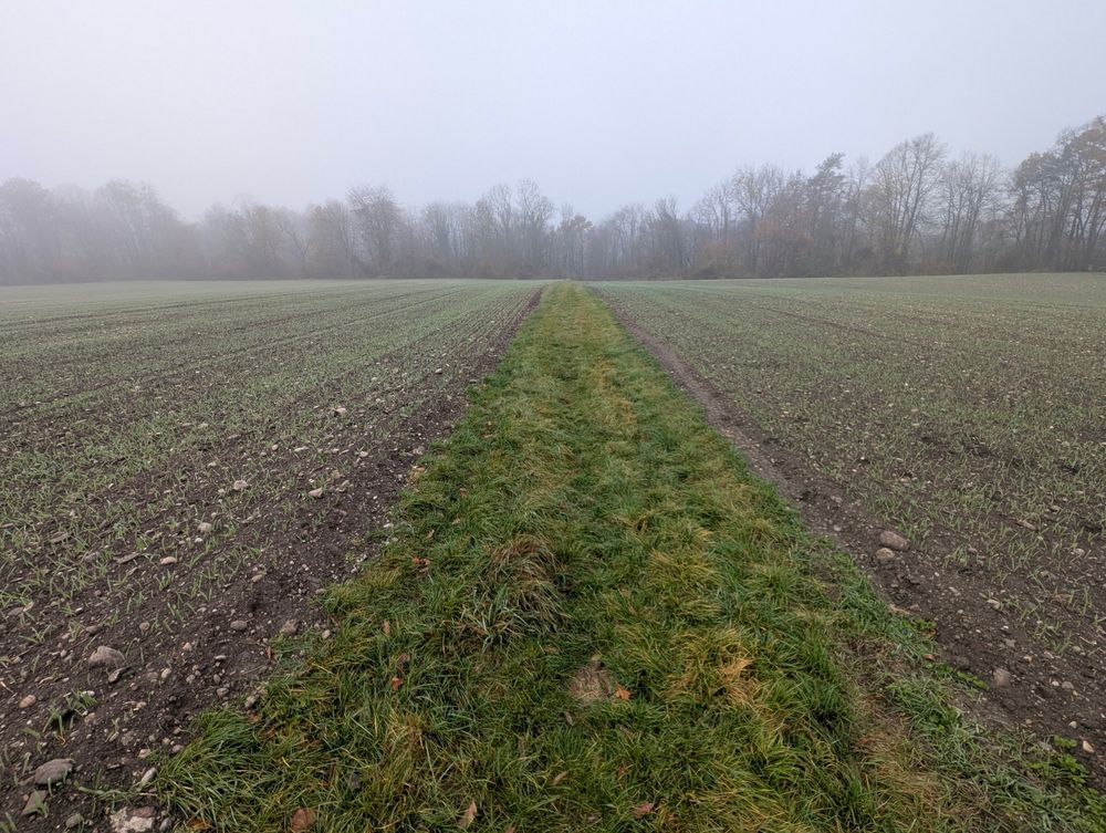 grüner weg mit feldern auf beiden seiten und bäumen im nebel im hintergrund