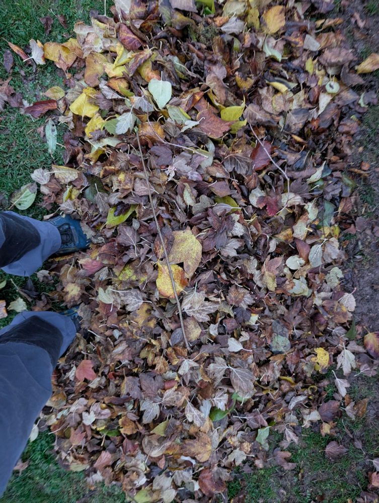 zusammengeheigter laubhaufen