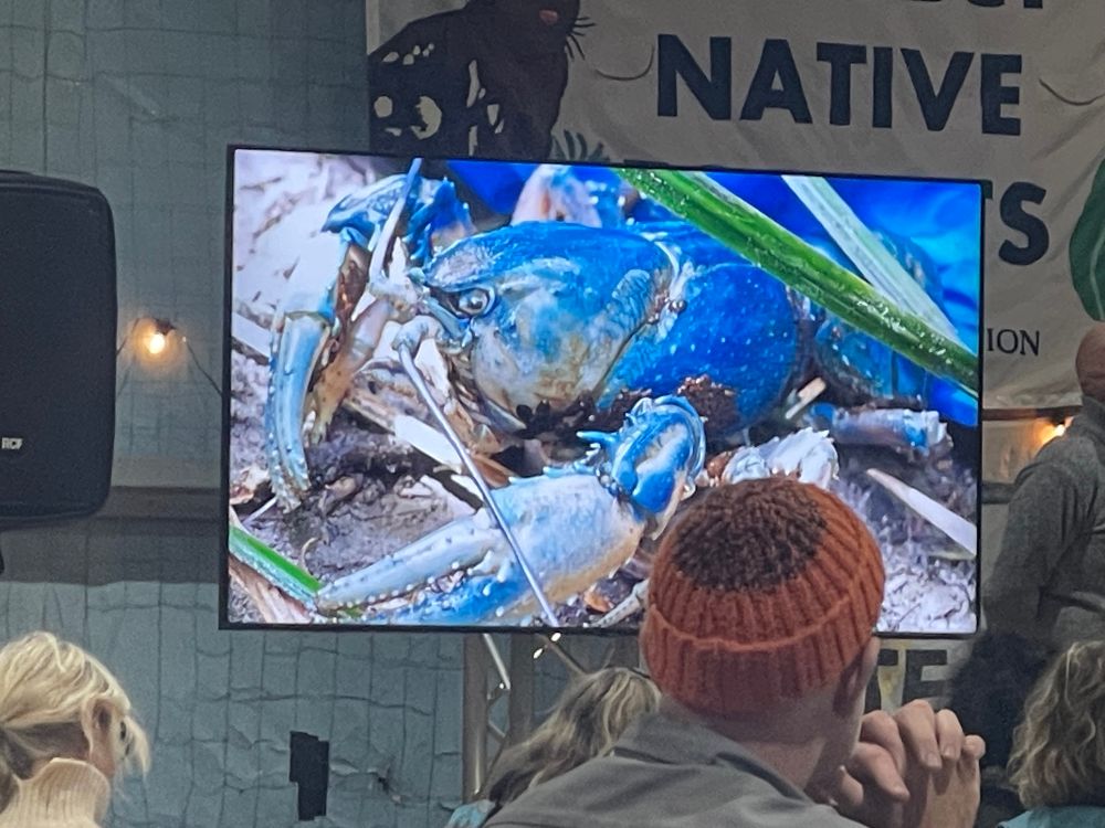 Photograph of a blue crayfish displayed on a TV screen