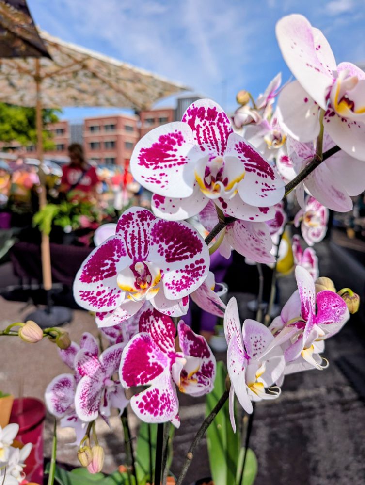 A close-up of a group of white and magenta-spotted Phalaenopsis orchids with yellow centers. The flowers are in focus with a blurry background of a market or street fair, including a large umbrella and buildings.