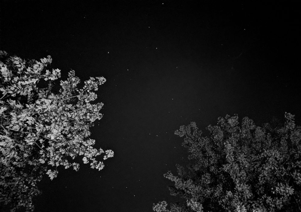 A nighttime view from below, where two clusters of trees frame a dark, starry sky. The leaves are sharply defined, with bright highlights that contrast against the deep black of the sky.