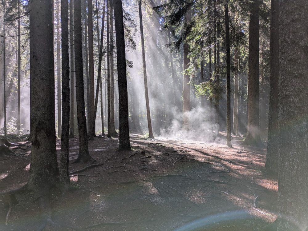 Sun's rays shine into forest