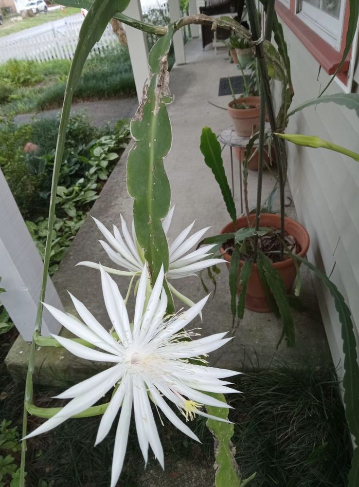 Photo of white flower blooming on a cereus plant on a front porch.