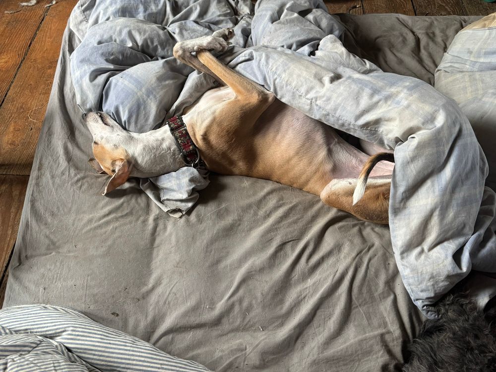 A golden and white greyhound lies upside down on a grey sheet half under a blue and white striped duvet