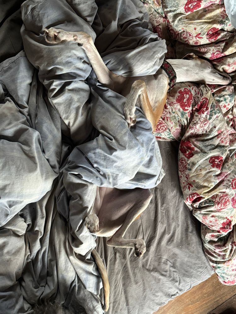 A golden and white greyhound sprawled upside down in a decadent attitude with a pale blue duvet over her 