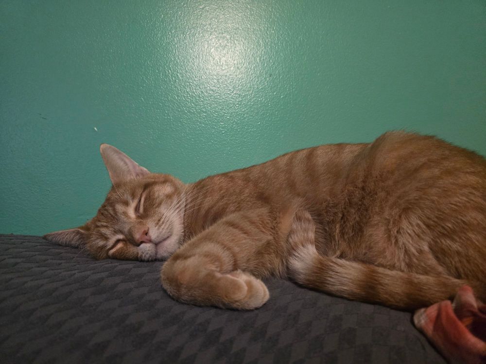 An orange cat sleeping on the back of a grey couch with a green wall behind him
