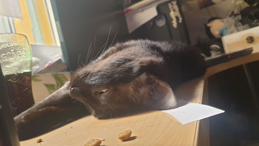 She is also making noises so i pet her, so i guess i am not moving from here till she decides i can