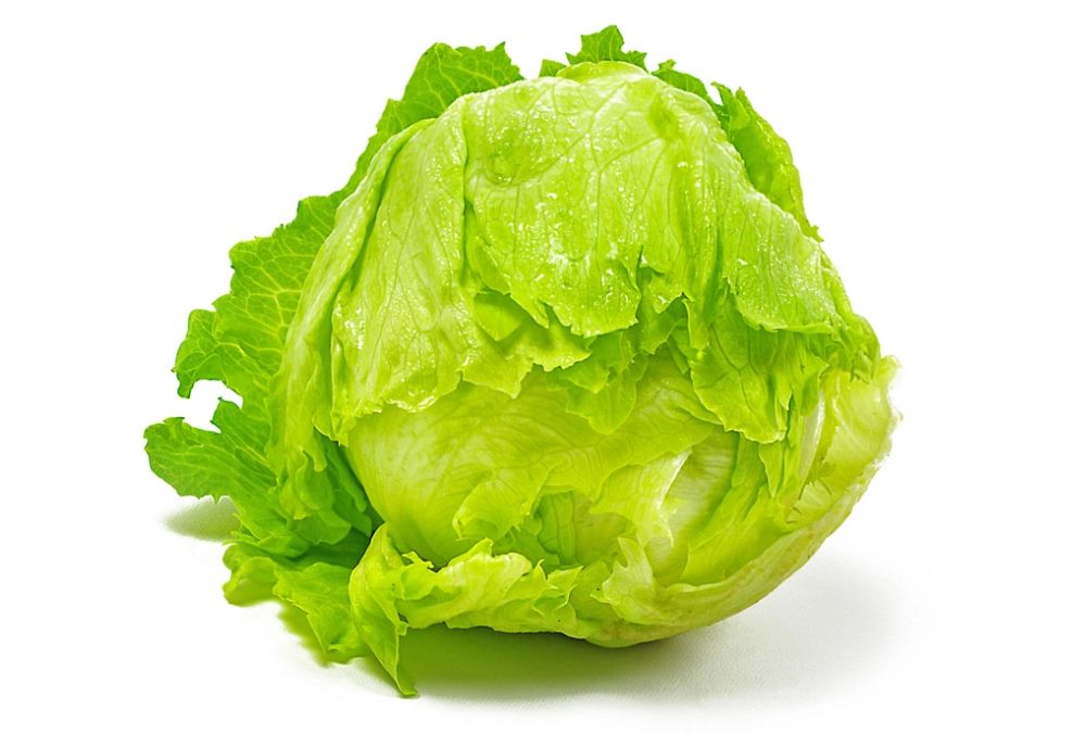 Liz Truss Lettuce