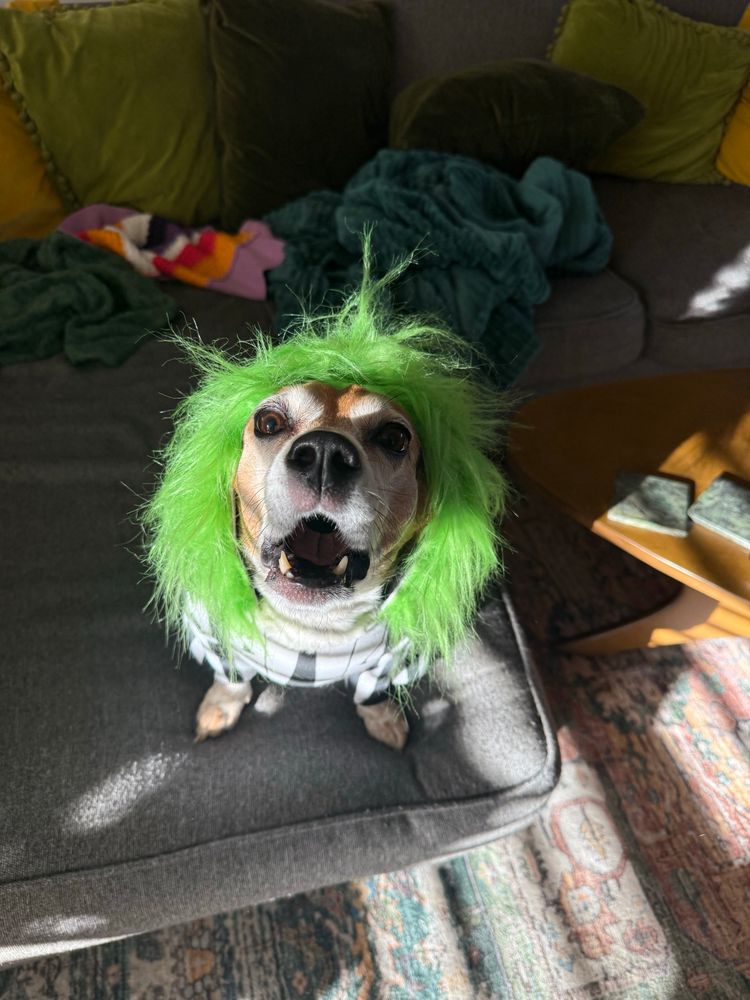 Jillian the beagle dressed as beagle juice 