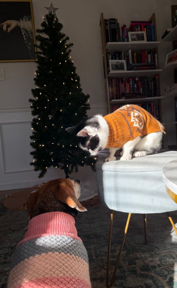 Rorschach the black cat in a brown sweater and Jillian the beagle in a sweater with a Christmas tree and books in the background 