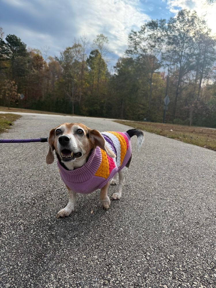 Jillian the beagle smiling in a walk in an autumn sweater