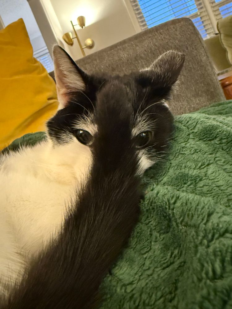 Rorschach the cat staring at the camera with his tail perfectly splitting is face into two parts 