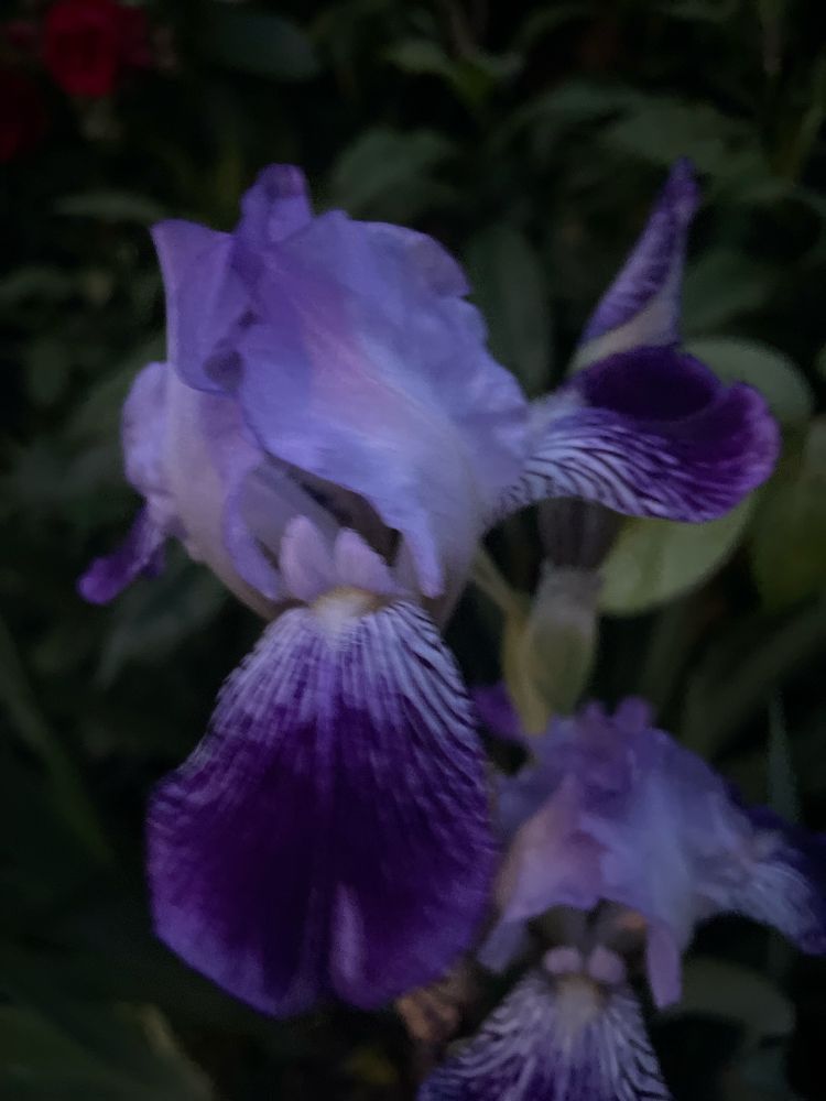 A purple orchid 