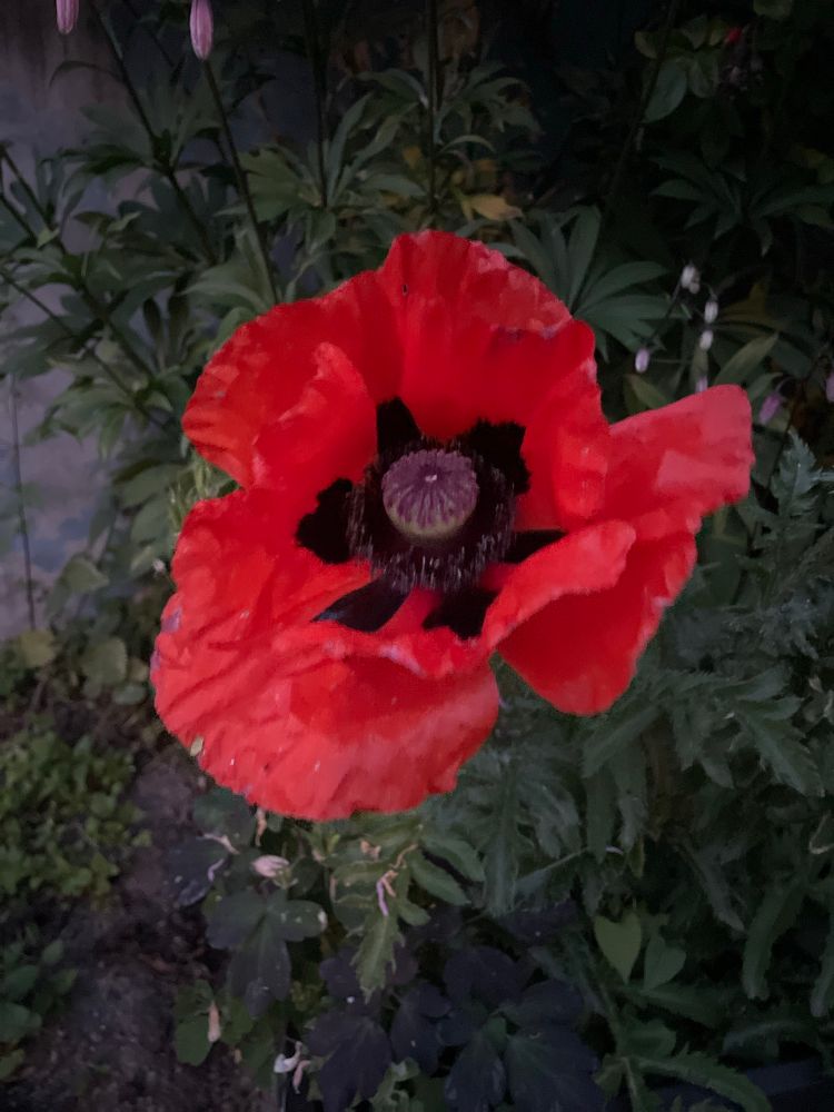 A large poppy 