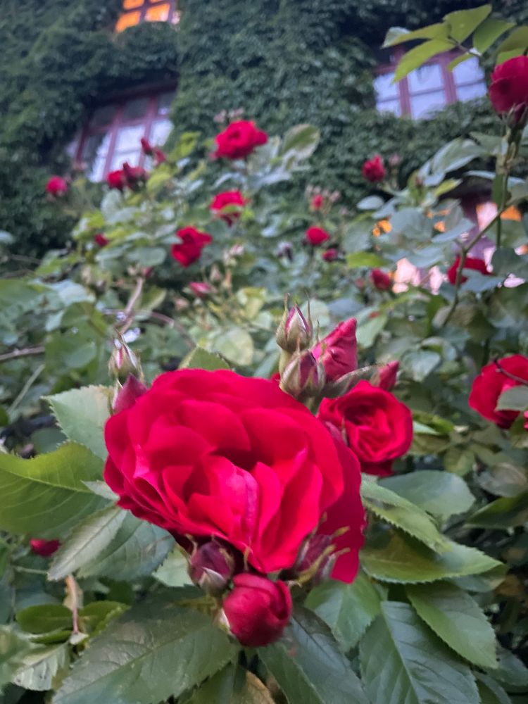Roses in the foreground; a vine covered wall behind.
