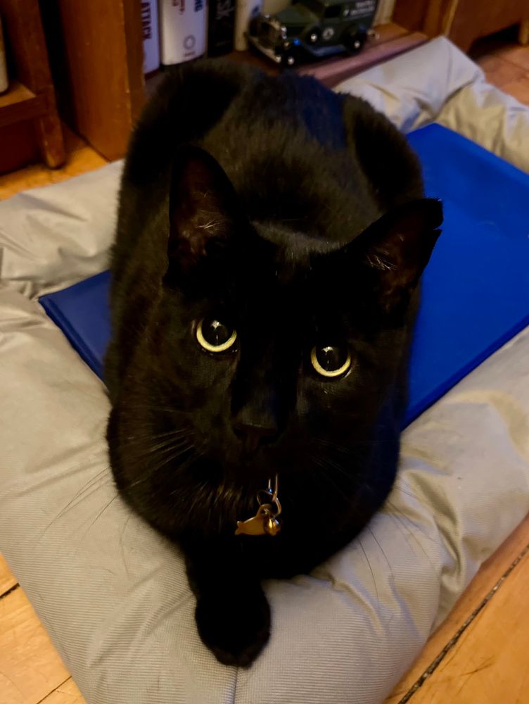 Adorable black cat sitting on a very comfy mat
