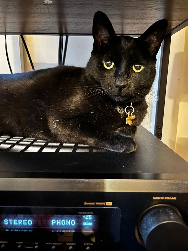 The most handsome black cat in the world is being naughty by sitting on the stereo receiver listening to music.