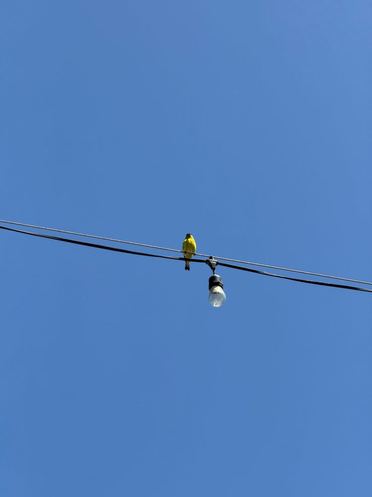 a goldfinch sitting on a wire next to a lightbulb