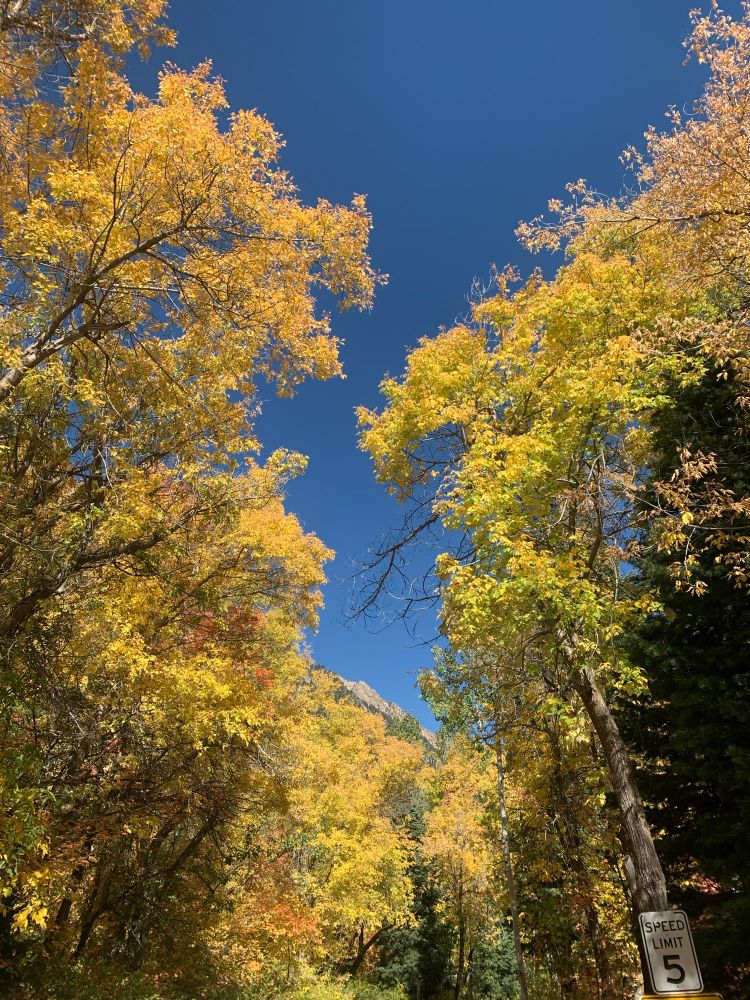 Golden aspens with deep
Blue sky