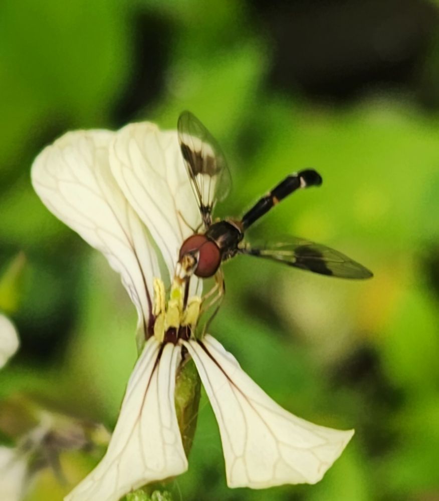 A hoverfly that resembles a mini-dragonfly sits to feed from a white arugula flower. Its big eyes are reddish brown z with the rest of its body mostly black, apart from 2 light bands on the abdomen.  The wings are transparent except for a broad dark band midway on each wing.