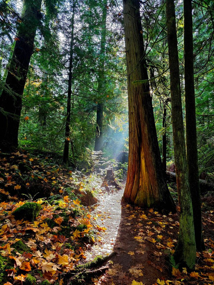 Picture shows a beam of light on a leave strown  path. The sun is obscured by the trunk of a giant Douglas Fir. Younger trees are around.