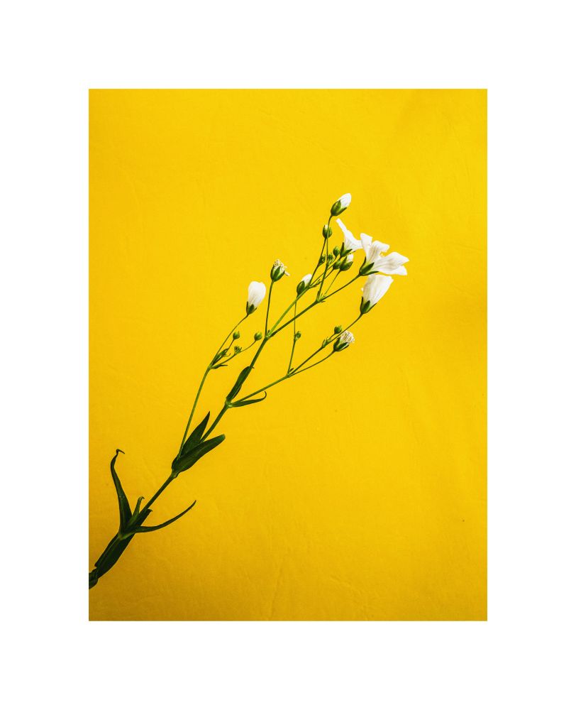 baby’s breath on my yellow chair…from my garden. 

little things / visual narrative / imagemaker 
single image by hedy bach 