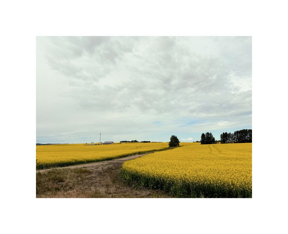 endless land 

canola fields rural Alberta

Single image by hedy bach 