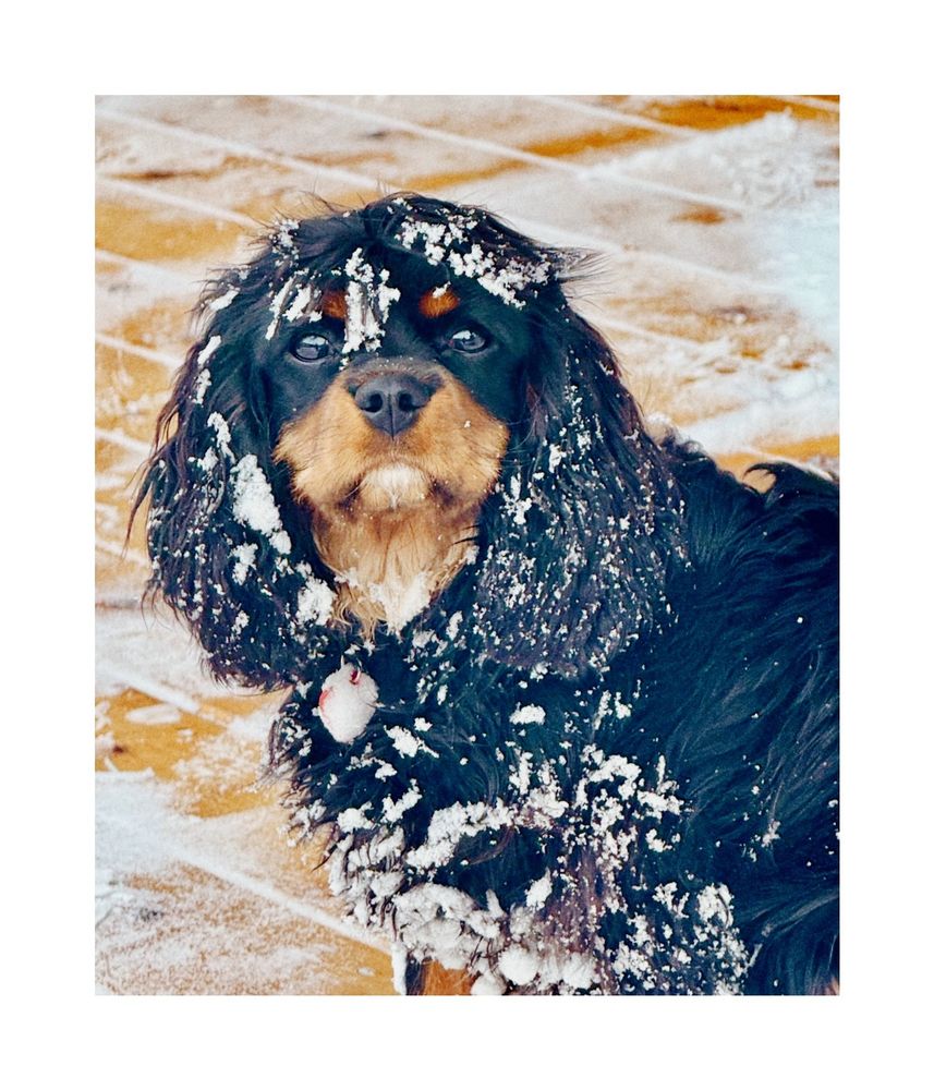 updates 

Bodhi loves the snow.

Missing her little spirit…9 more sleeps🩷🐶

Foto by son-in-law 💙