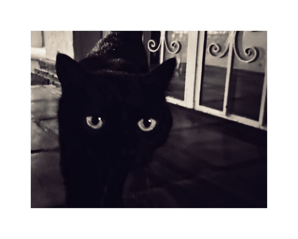In spiritual contexts, black cats symbolize intuition, protection, and the unseen, often linked to the divine feminine or feminine mystique.


Her name is shadow🐈‍⬛

Halloween night Mexico

Single image by hedy bach 

