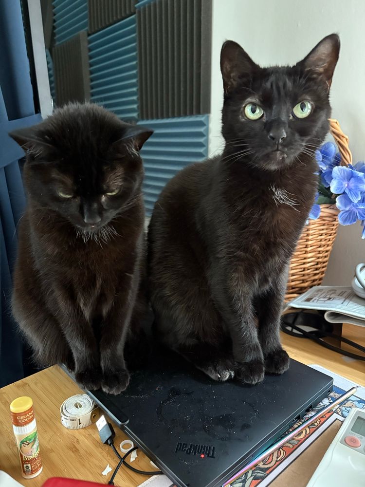 Two black cats sitting together on a closed laptop, with sound dampening foam on a wall in the background 