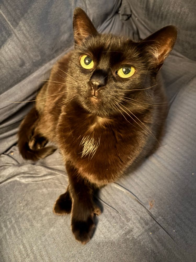 A black cat on a blue chair, sitting with her front paws crossed 
