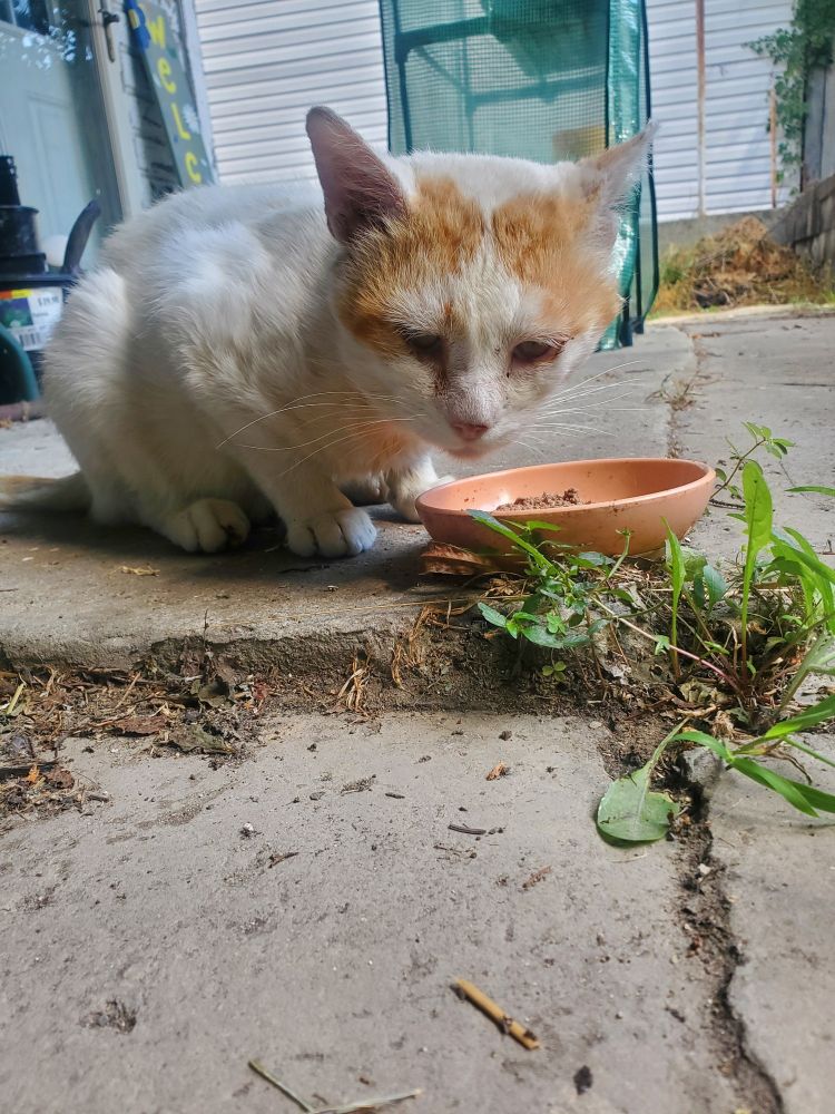A white & orange cat is standing low to the ground next to an orange food dish. Concrete ground with a white house in the background. 