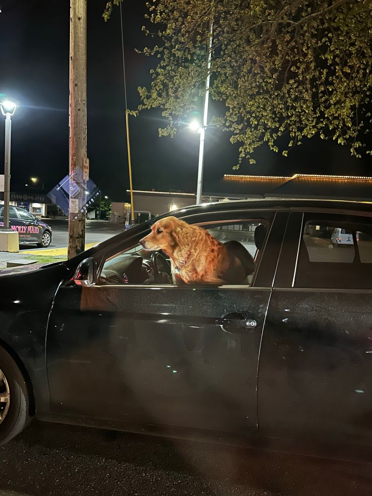 A dog sitting in the passenger seat of a car with his head sticking out 