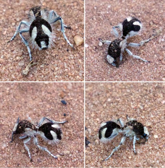 Velvet ant showing ultrablack colour
