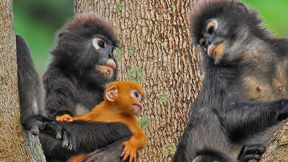 Dusky langurs - an example of primate natal colouration
